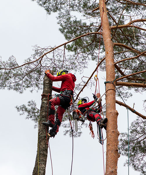 Intretinere exterioara -small 5