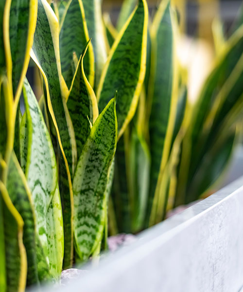 amenajari spatii verzi 1